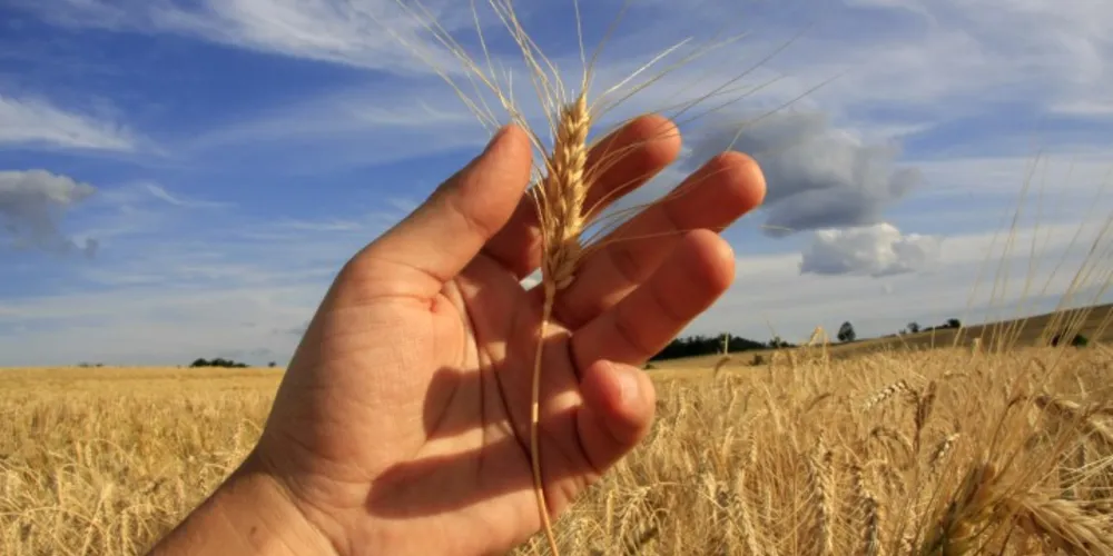 Imagem ilustrativa da imagem Tibagi é maior produtor de trigo do Brasil