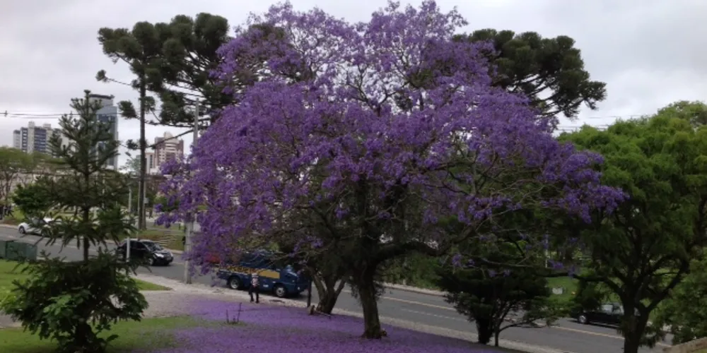 Imagem ilustrativa da imagem União da Vitória sedia curso de Arborização Urbana