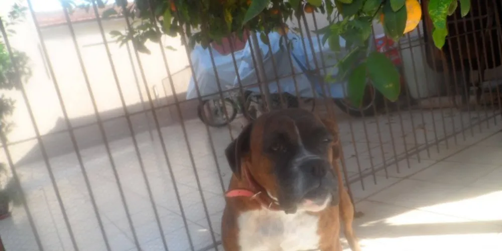 Imagem ilustrativa da imagem Internauta procura cachorra desaparecida em PG