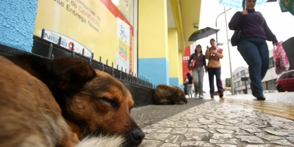 Imagem ilustrativa da imagem ‘SOS Bichos’ faz bingo beneficente para ajudar animais de rua