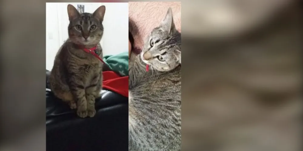 Imagem ilustrativa da imagem Gata some e deixa donos desesperados em Uvaranas