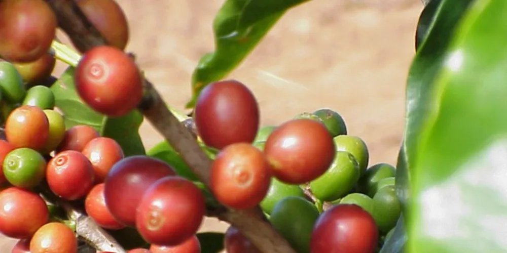 Imagem ilustrativa da imagem Exportações de café somam US$ 4,1 bilhões no ano