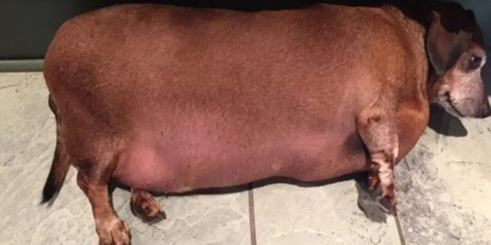 Imagem ilustrativa da imagem ‘Superobeso’, cão salsicha choca veterinários nos EUA