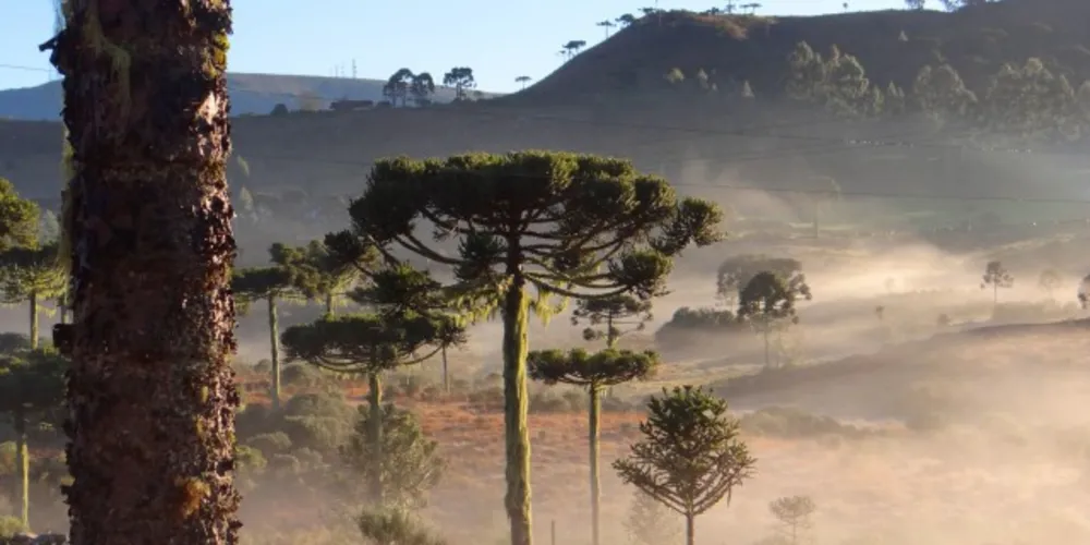 Imagem ilustrativa da imagem Paraná registra temperaturas de até -2ºC