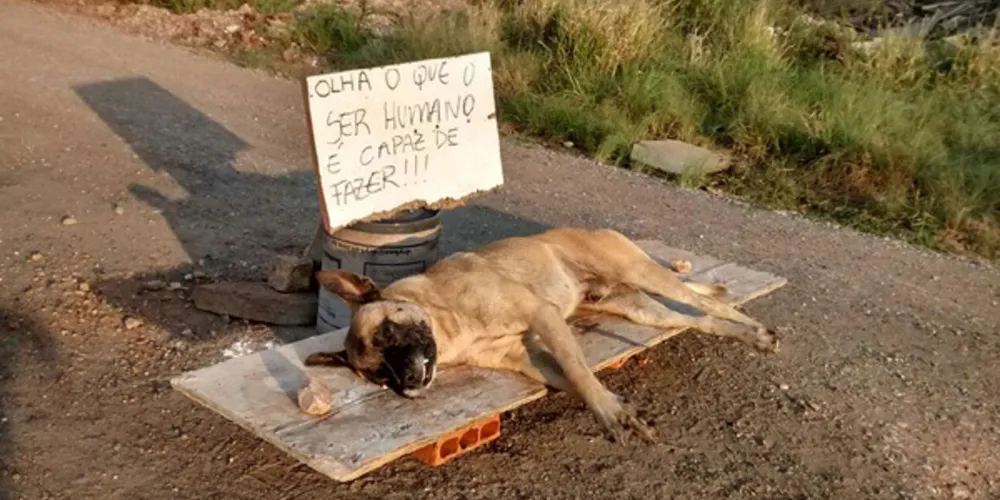 Imagem ilustrativa da imagem Moradores 'velam' corpo de cachorro morto envenenado