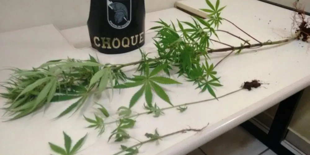 Imagem ilustrativa da imagem Choque apreende pés de maconha; dois suspeitos são detidos