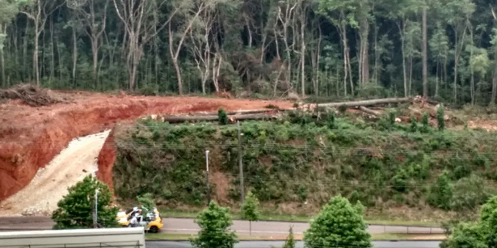 Imagem ilustrativa da imagem Derrubada de araucárias causa polêmica e mobiliza internautas