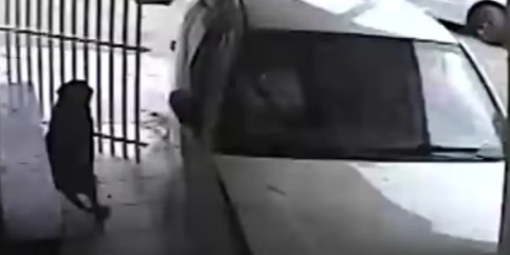 Imagem ilustrativa da imagem Carro invade imóvel e cachorro escapa ‘por um triz’; veja