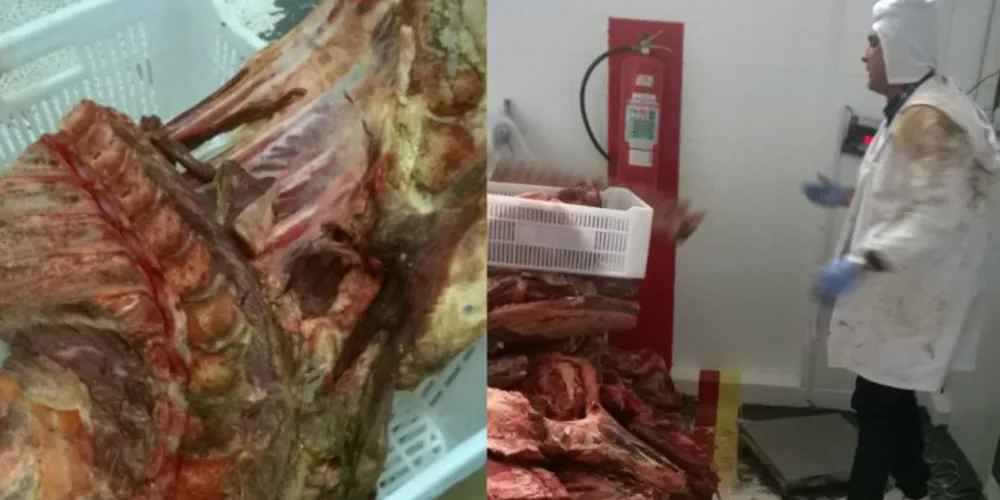 Imagem ilustrativa da imagem Inspeção acha 1.140 kg de carne podre em açougue de PG