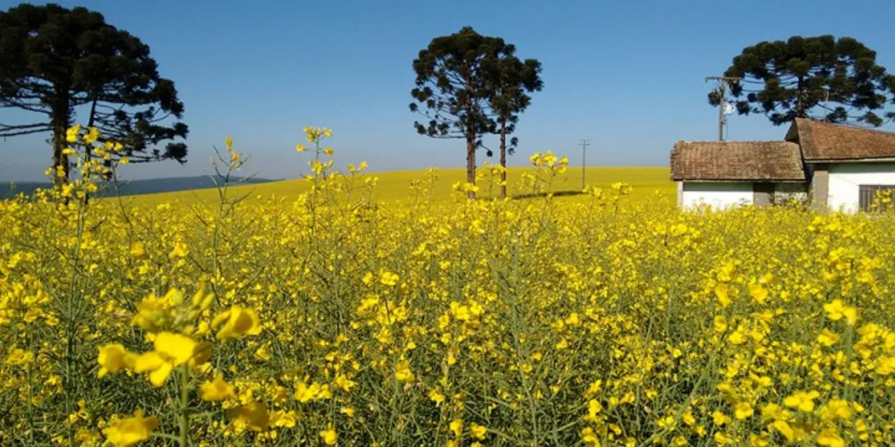 Imagem ilustrativa da imagem Produção de canola anima agricultores 