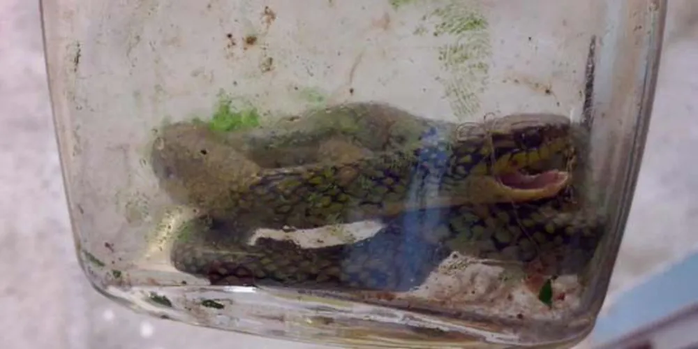 Imagem ilustrativa da imagem Criança mata cobra com mordidas no Rio Grande do Sul