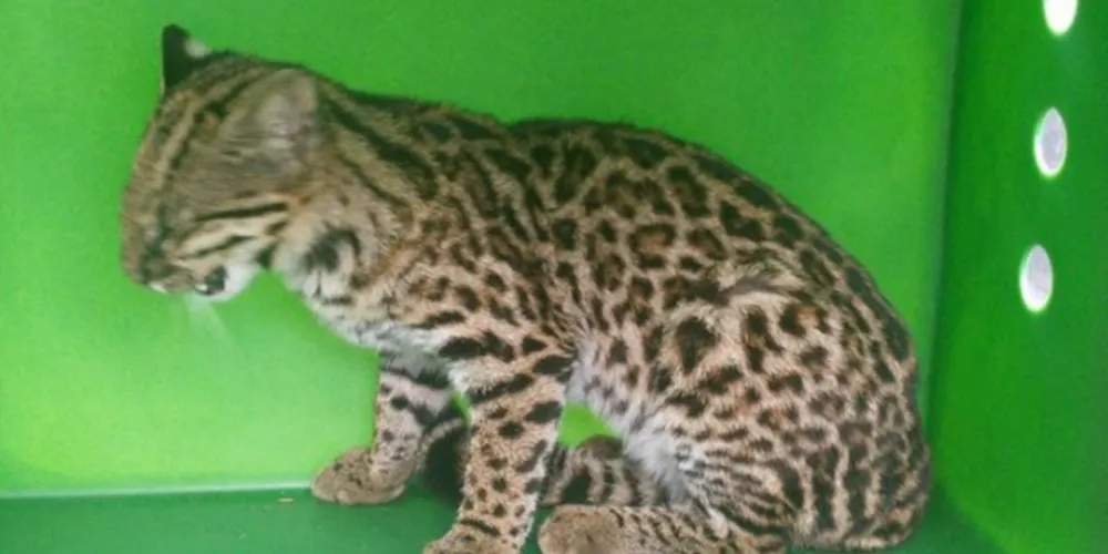 Imagem ilustrativa da imagem Funcionários de lava-car encontram jaguatirica em PG