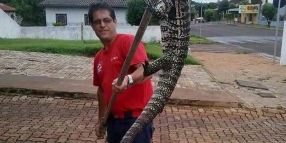 Imagem ilustrativa da imagem Bombeiros capturam lagarto de 30 kg no Paraná