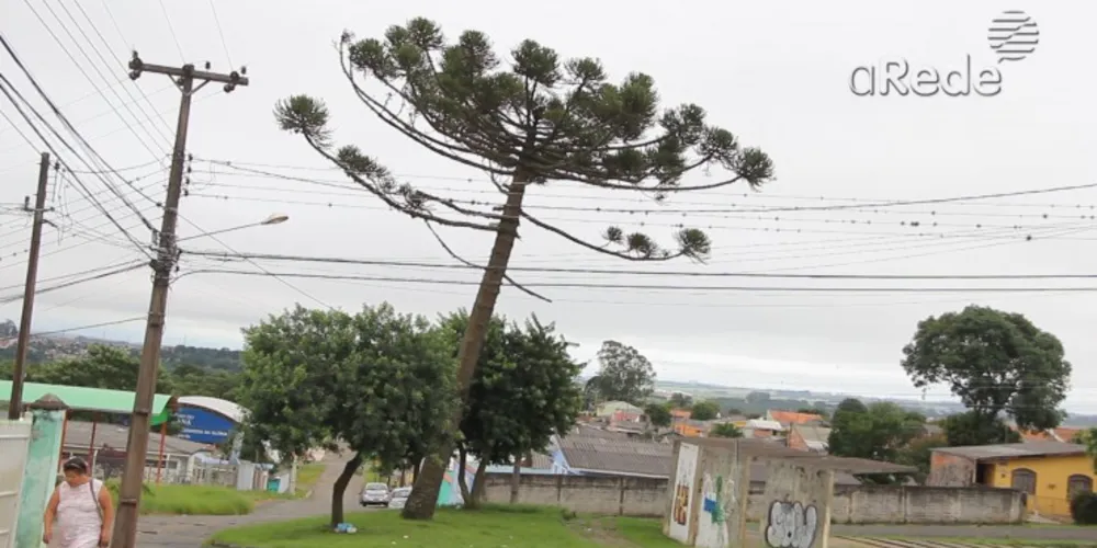 Imagem ilustrativa da imagem Pinheiro ameaça cair e preocupa moradores em PG
