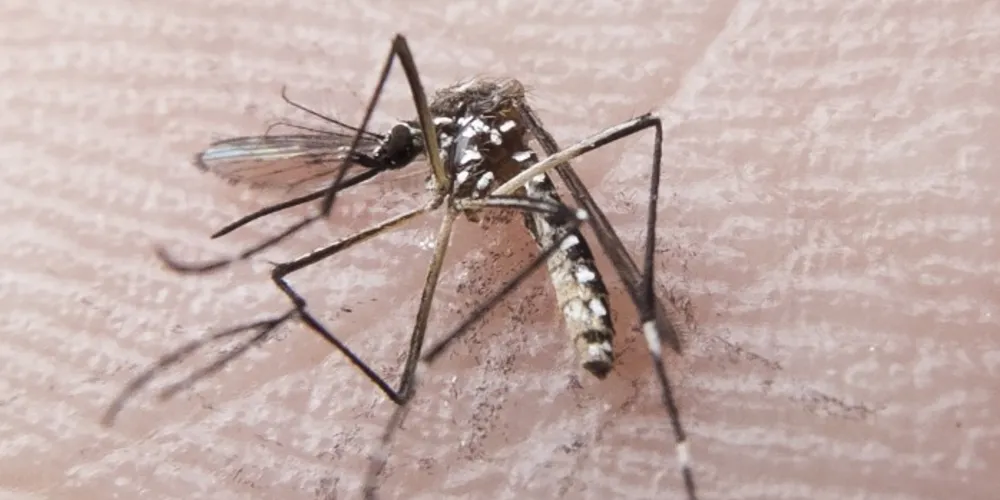 Imagem ilustrativa da imagem Saúde divulga medidas contra zika e microcefalia no PR