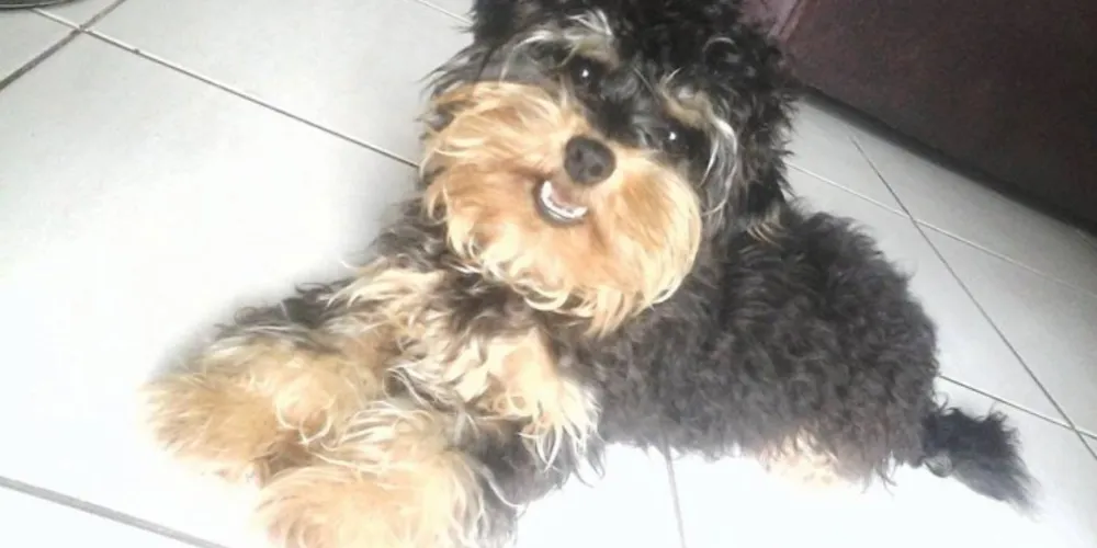 Imagem ilustrativa da imagem Donos ficam desesperados após sumiço de cão em PG