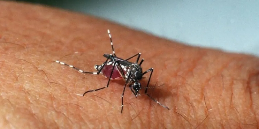 Imagem ilustrativa da imagem Paraná confirma segundo caso de zika vírus no estado
