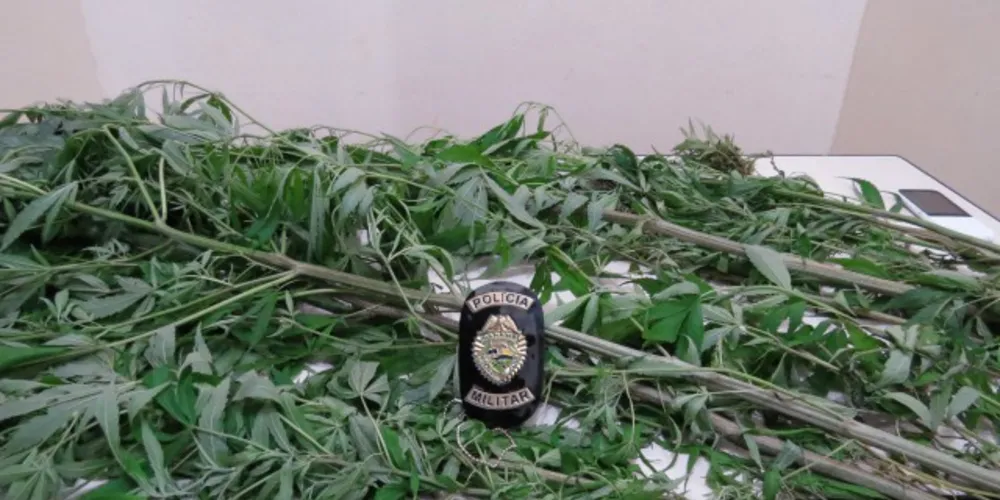 Imagem ilustrativa da imagem PM apreende 23 pés de maconha no Boa Vista