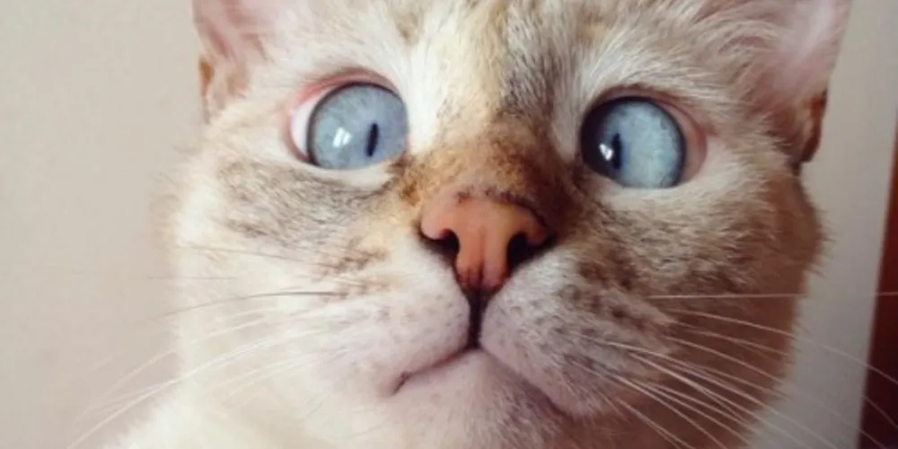 Imagem ilustrativa da imagem Gatinha vesga vira sensação na internet