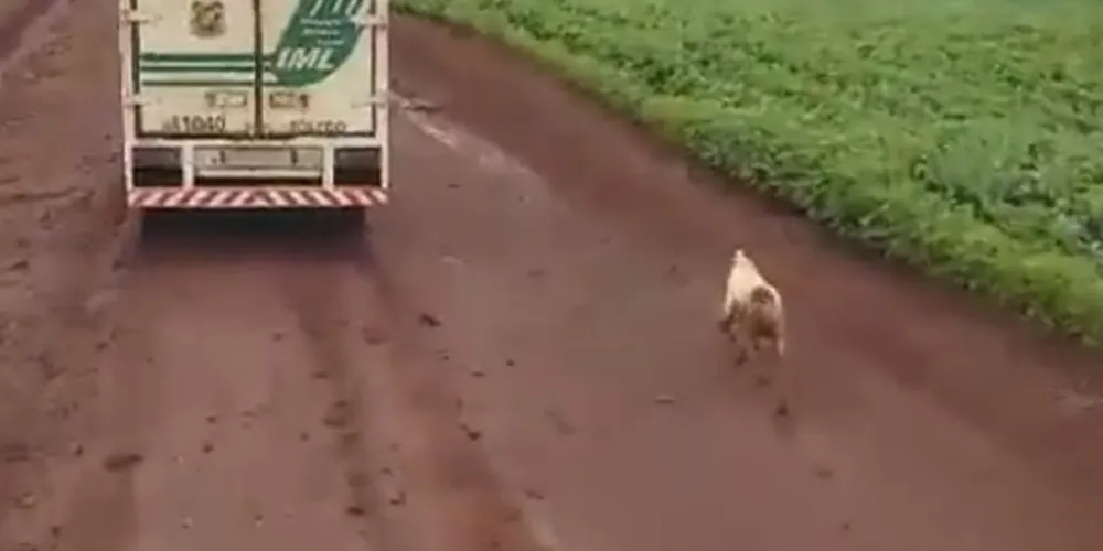 Imagem ilustrativa da imagem Cão acompanha viatura do IML com corpo do dono