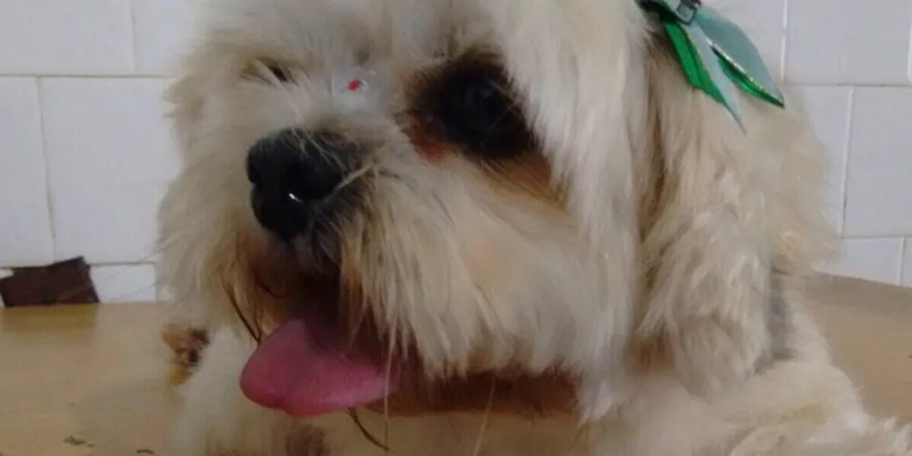 Imagem ilustrativa da imagem Portão é violado e cachorra desaparece no Órfãs