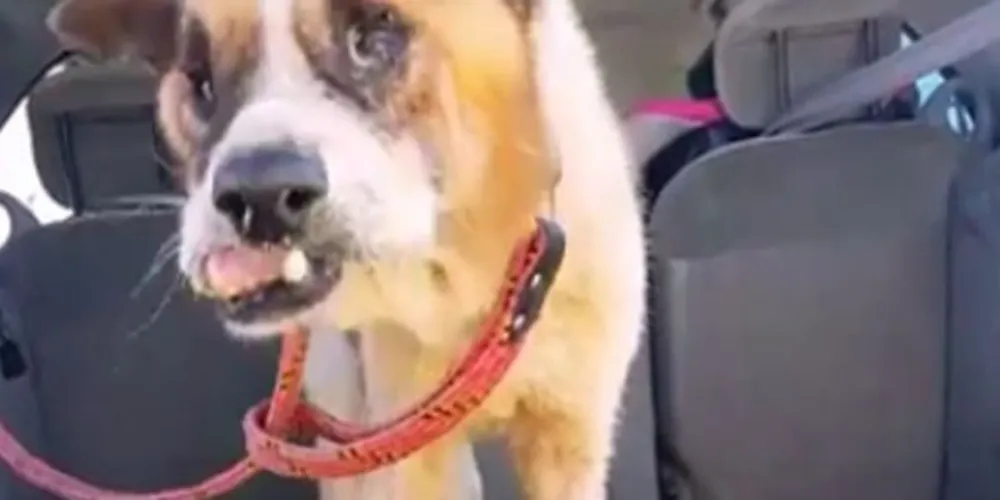 Imagem ilustrativa da imagem Cachorro ‘milagre’ recebe alta e precisa de um lar