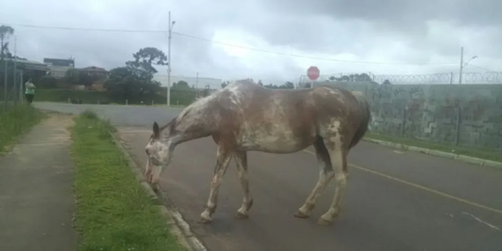 Imagem ilustrativa da imagem Abandonado há dois dias, cavalo cego comove moradores