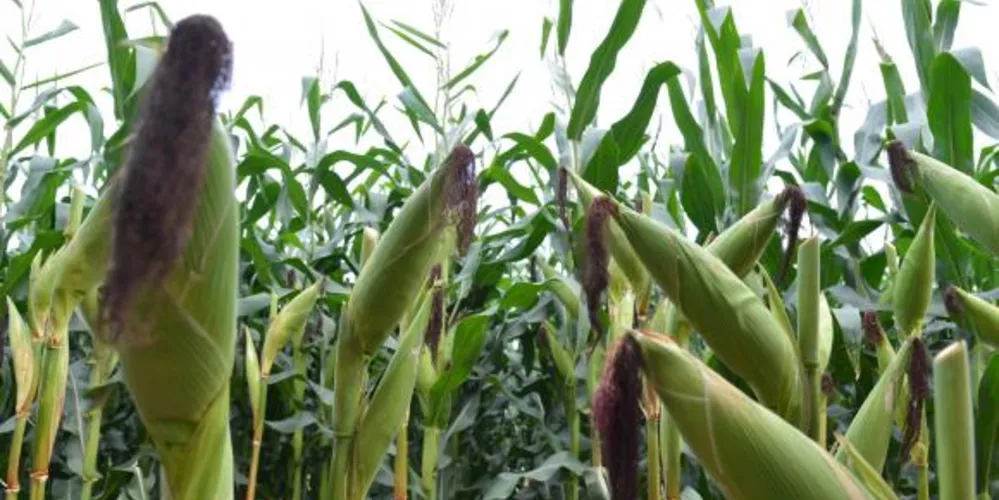Imagem ilustrativa da imagem Participação da agropecuária no PIB sobe para 23% em 2015