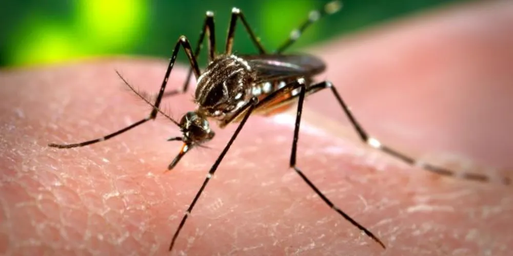 Imagem ilustrativa da imagem Governo esclarece boatos sobre infecção pelo vírus Zika