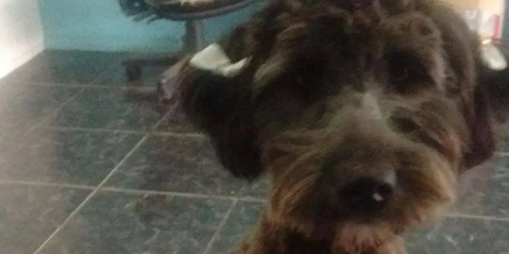Imagem ilustrativa da imagem Rapaz pede ajuda para achar dono de cachorra perdida
