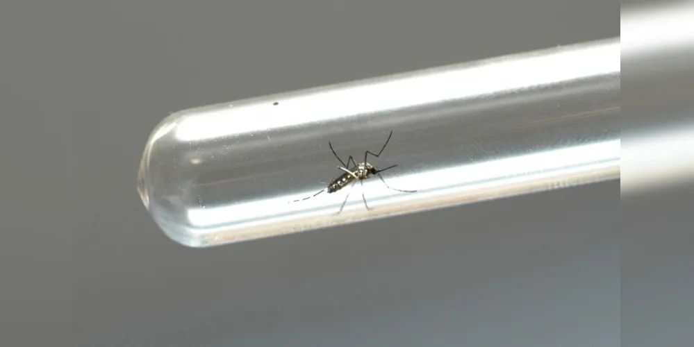 Imagem ilustrativa da imagem Governo oferecerá testes de dengue, zika e chikungunya