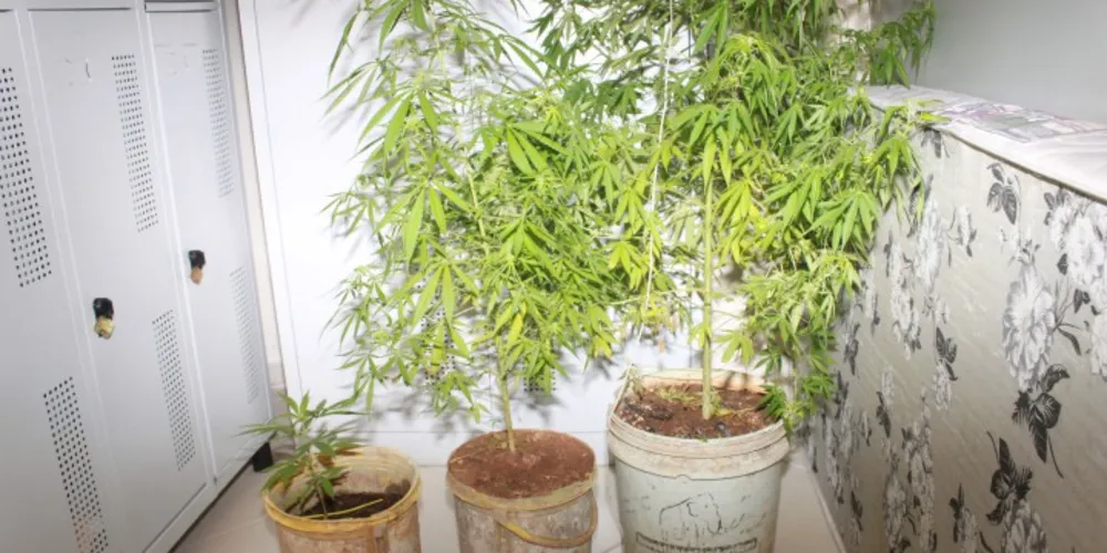 Imagem ilustrativa da imagem Rapaz é preso com três pés de maconha em casa