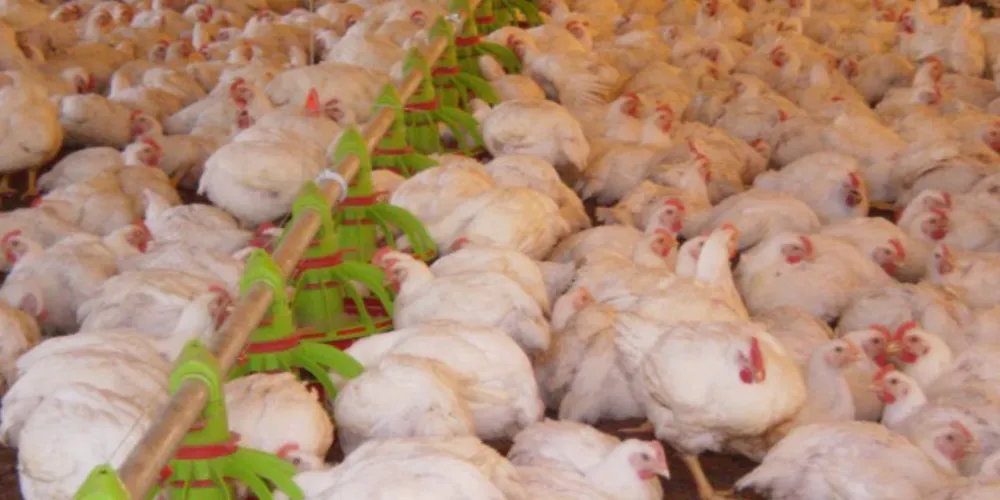 Imagem ilustrativa da imagem Paraná bateu mais um recorde de exportação de frango
