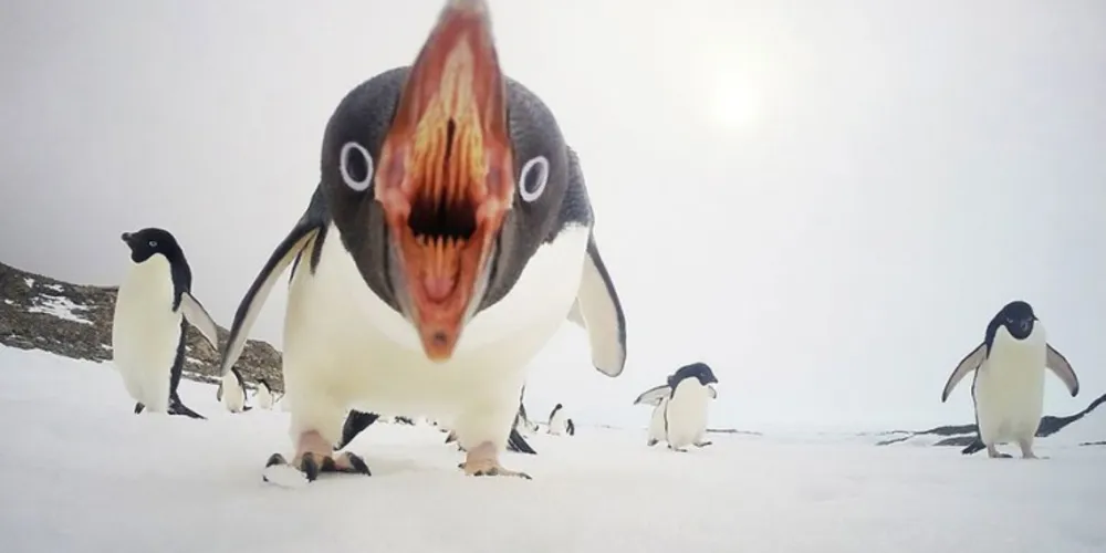 Imagem ilustrativa da imagem National Geographic divulga 'melhores fotos' de 2015