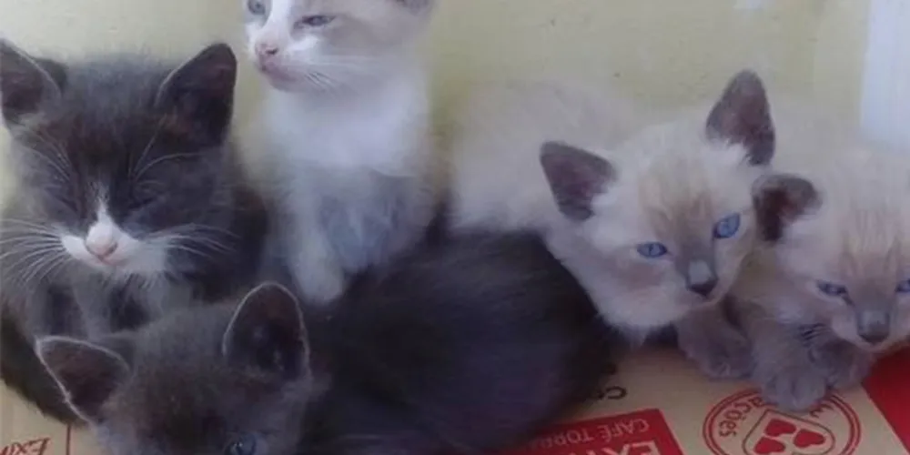 Imagem ilustrativa da imagem Internauta faz campanha para doação de gatinhos