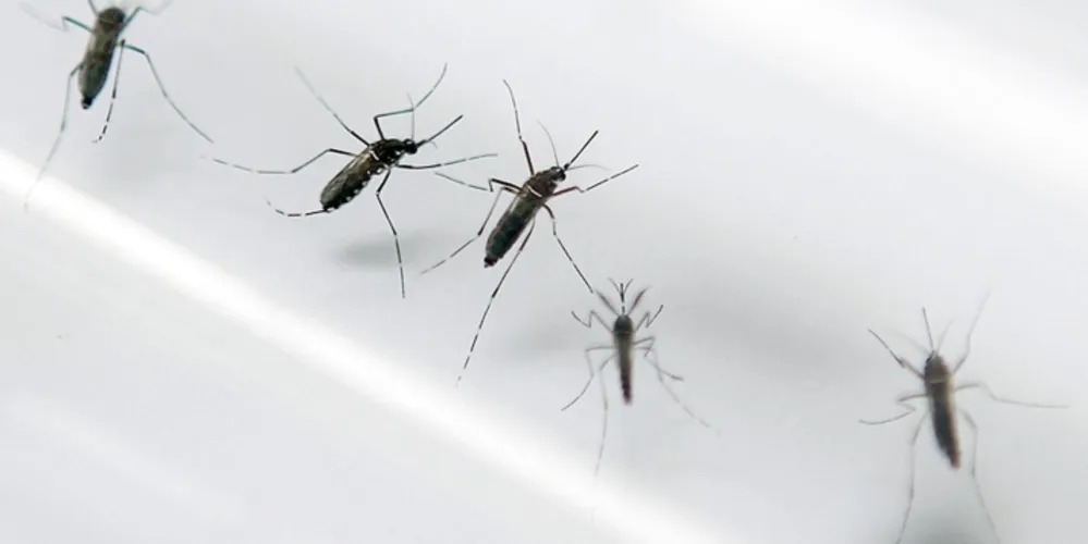 Imagem ilustrativa da imagem Dois casos de zika vírus são confirmados em Minas Gerais