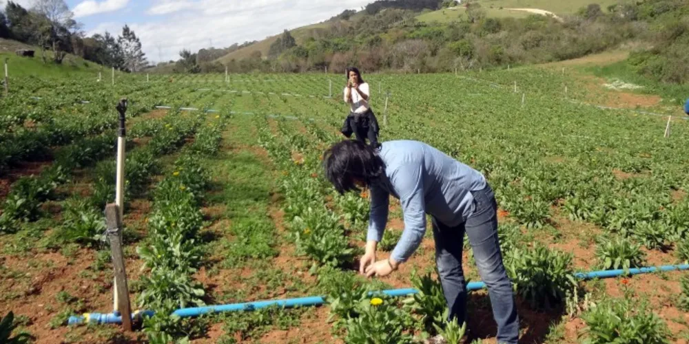 Imagem ilustrativa da imagem Paraná produz 90% dos temperos e plantas medicinais do País
