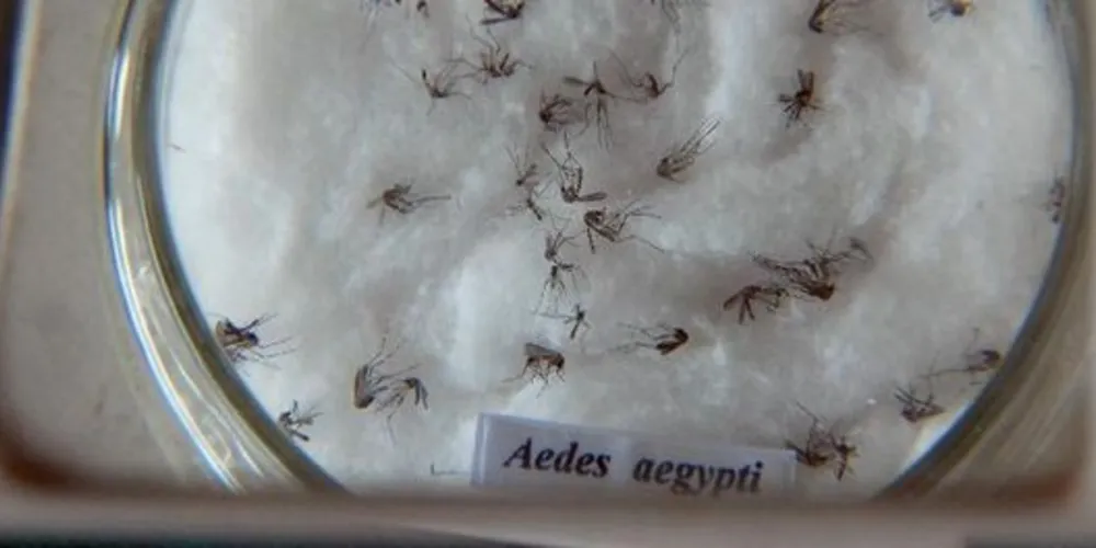 Imagem ilustrativa da imagem Londrina confirma primeiro caso de Zika vírus