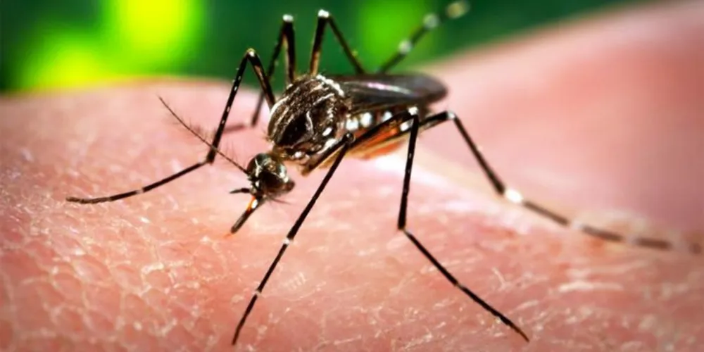Imagem ilustrativa da imagem Estudo confirma que vírus Zika ultrapassa a placenta durante gestação