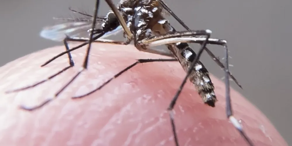 Imagem ilustrativa da imagem Zika representa ameaça para a saúde humana, diz instituto