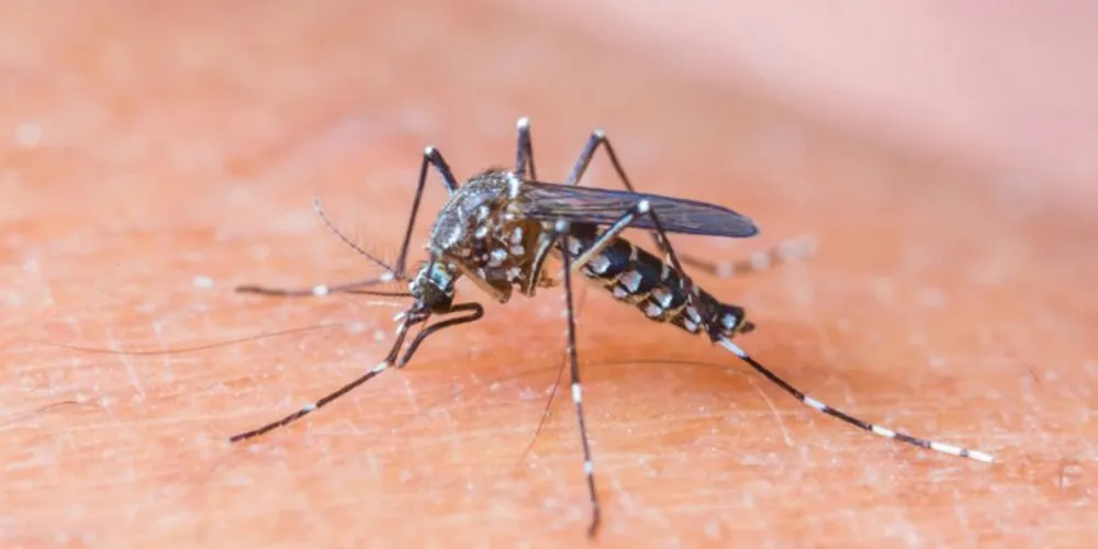 Imagem ilustrativa da imagem OMS estima que 4 milhões de pessoas terão Zika em 2016