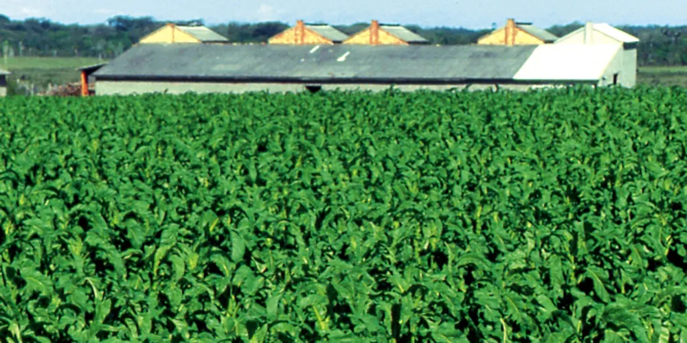 Imagem ilustrativa da imagem Campos Gerais é destaque na produção de fumo