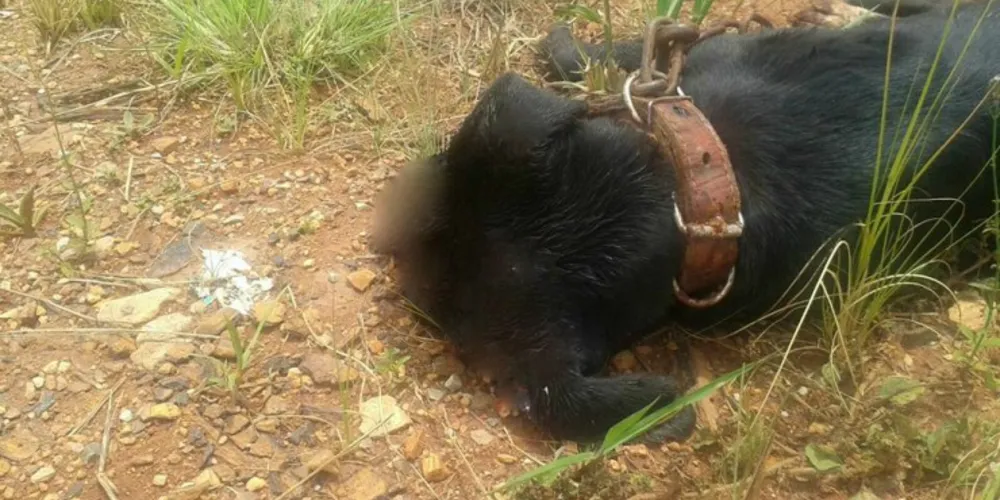 Imagem ilustrativa da imagem Cão é morto a golpes de facão em bairro de PG