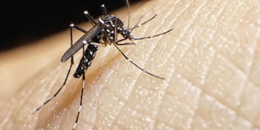 Imagem ilustrativa da imagem Cientistas comprovam relação entre vírus Zika e microcefalia