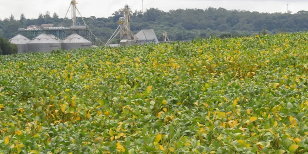 Imagem ilustrativa da imagem Colheita da soja avança e atinge 41% da área plantada