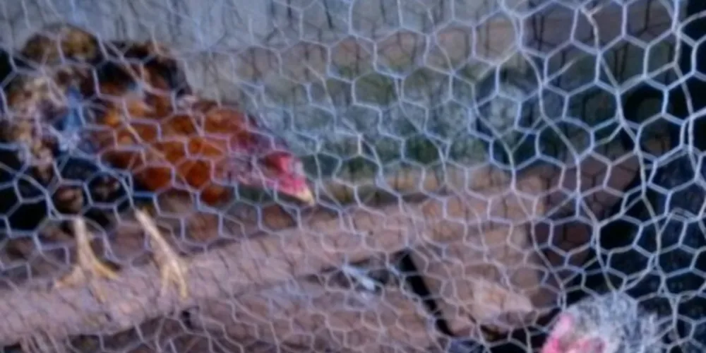 Imagem ilustrativa da imagem Casal deixa moradia e animais quase morrem de fome 