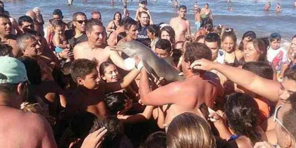 Imagem ilustrativa da imagem Filhote de golfinho morre ao ser retirado do mar para 'selfie'