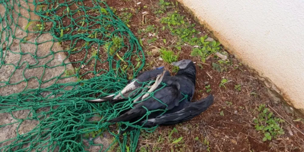 Imagem ilustrativa da imagem Polícia Ambiental recolhe urubu com asa quebrada na UEPG