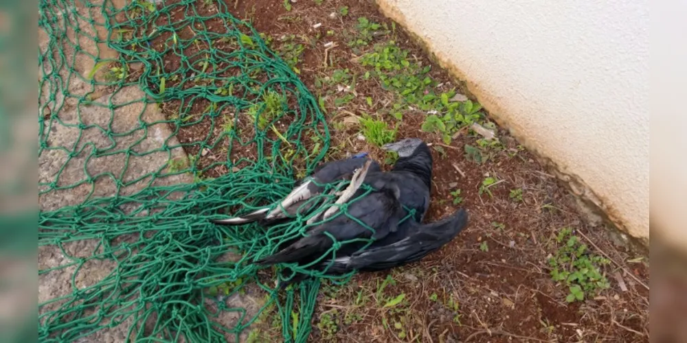 Imagem ilustrativa da imagem Polícia Ambiental recolhe urubu com asa quebrada na UEPG