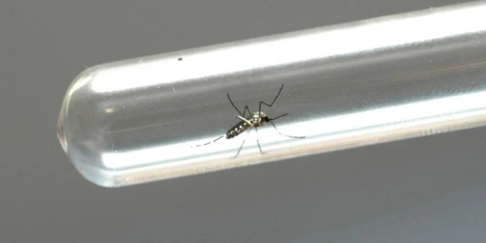 Imagem ilustrativa da imagem Produto fabricado no PR impede nascimento do Aedes aegypti